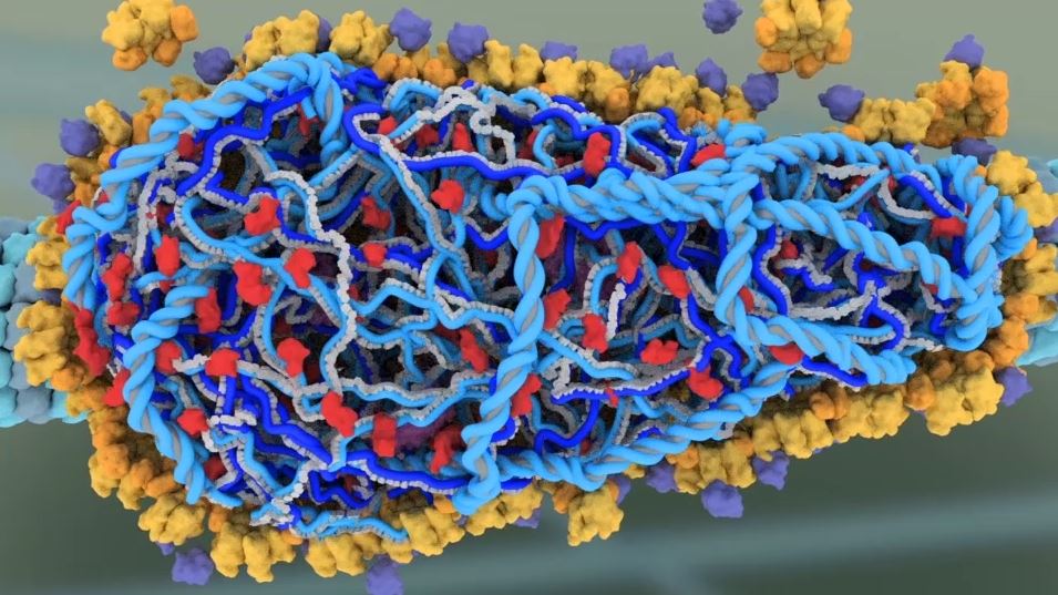 Virová částice s aktivní reverzní transkriptázou přepisující jednovláknovou RNA na dvojvláknovou DNA